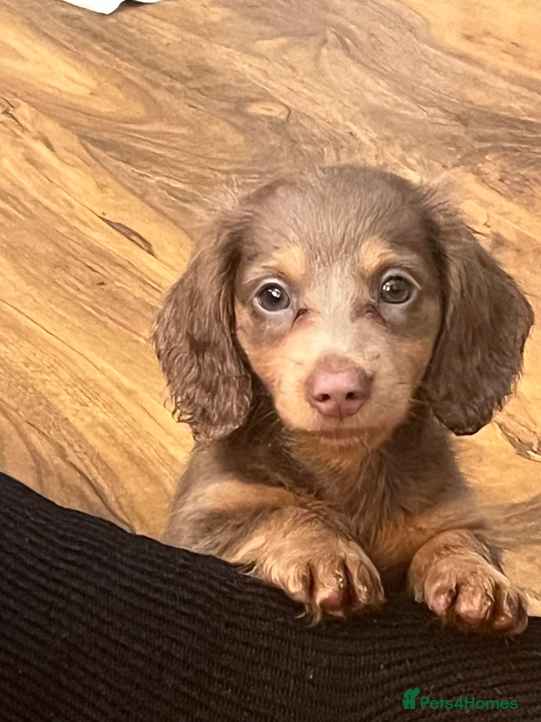 Miniature Dachshund dogs for sale: Mini longhaired Isabella/tan Dachshunds VACCINATED - Image 14