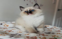 Ragdoll cats for sale: 💙🐾Tica full Pedigree🐾EU Ragdoll 🐱🐾DNA Clear - Image 32
