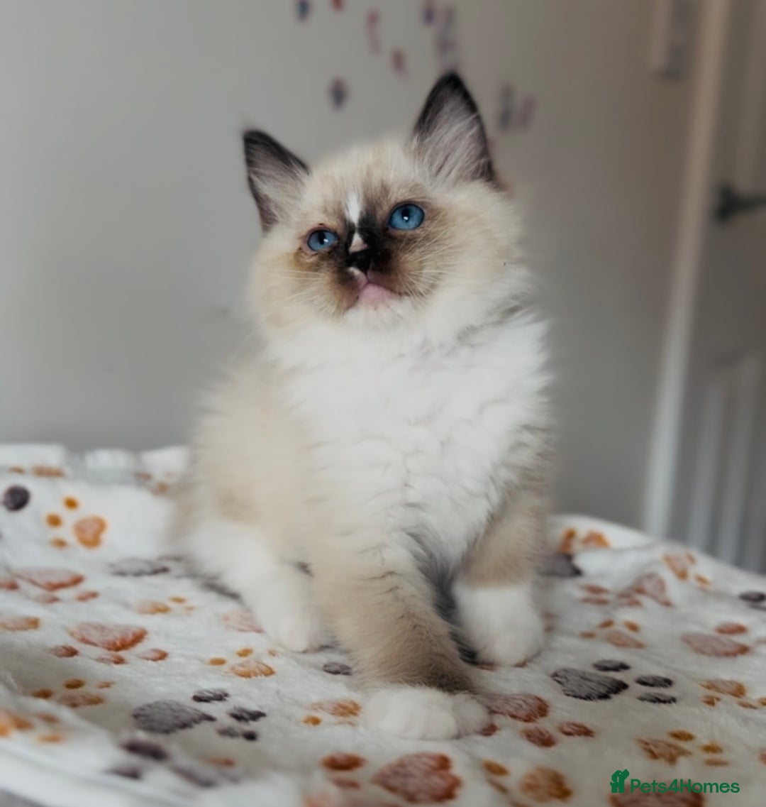 Ragdoll cats for sale: 💙🐾Tica full Pedigree🐾EU Ragdoll 🐱🐾DNA Clear - Image 32