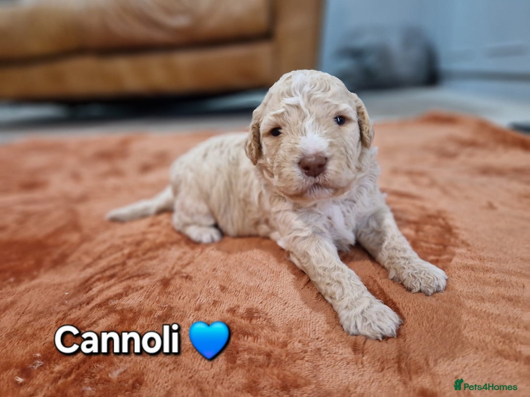 Lagotto Romagnolo dogs for sale: Lagotto Romagnolo Puppies - Advert 6