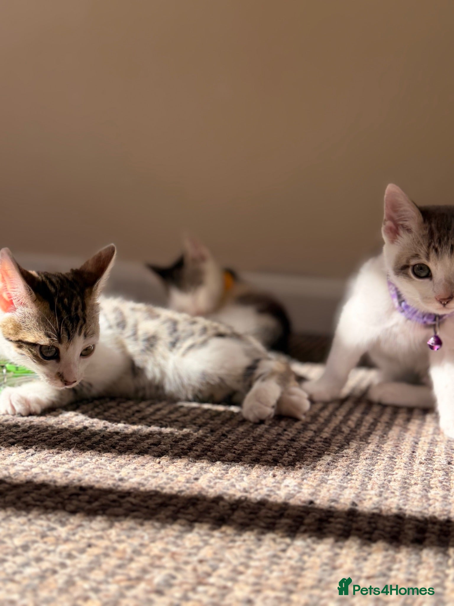 British Shorthair cats ✨Bear, Bagel & Bella–5th Gen BSH x Bengal Kittens✨ - Advert 1
