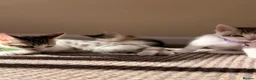 British Shorthair cats for sale: ✨5th Gen BSH x Bengal Kittens-Bear, Bagel & Bella✨ - Advert 1