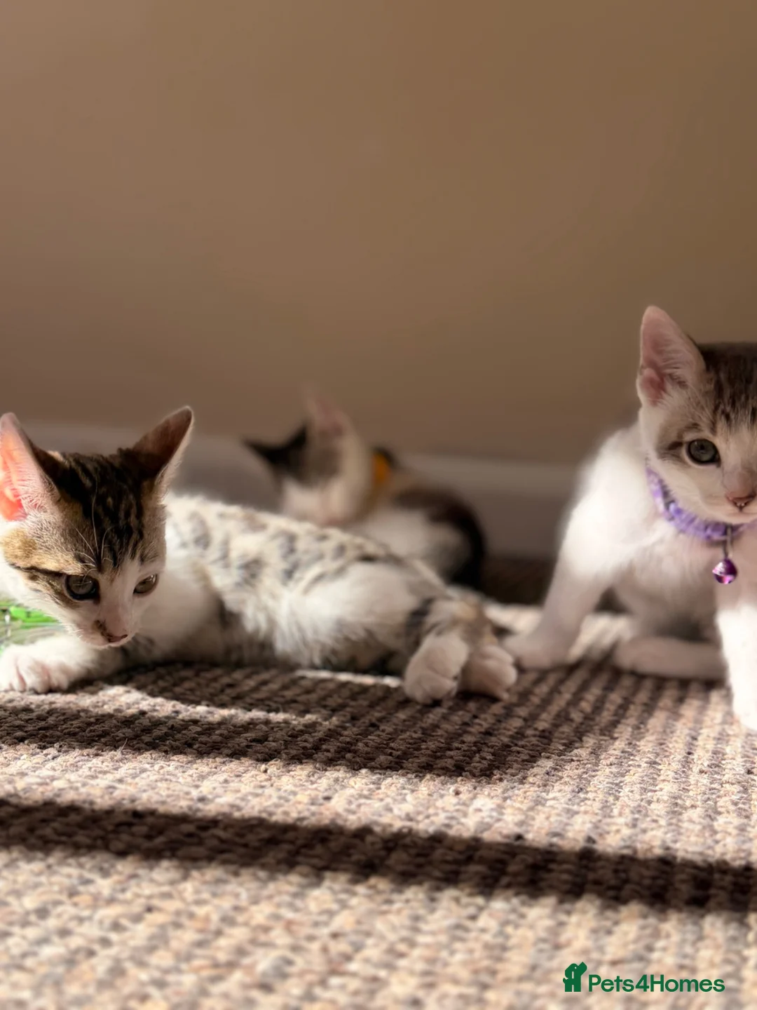 British Shorthair cats for sale: ✨5th Gen BSH x Bengal Kittens-Bear, Bagel & Bella✨ - Advert 1