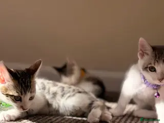 British Shorthair cats ✨Bear, Bagel & Bella–5th Gen BSH x Bengal Kittens✨ - Advert 1