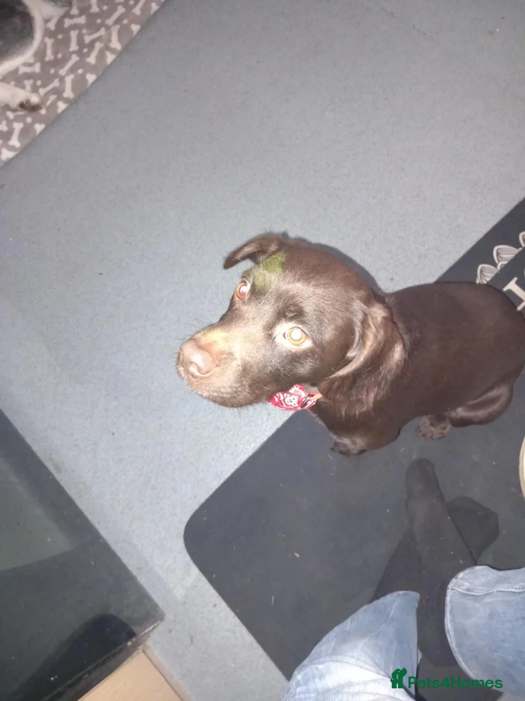 Mixed Breed dogs for sale: Husky cross cocker spaniel pups in Loughborough - Advert 11