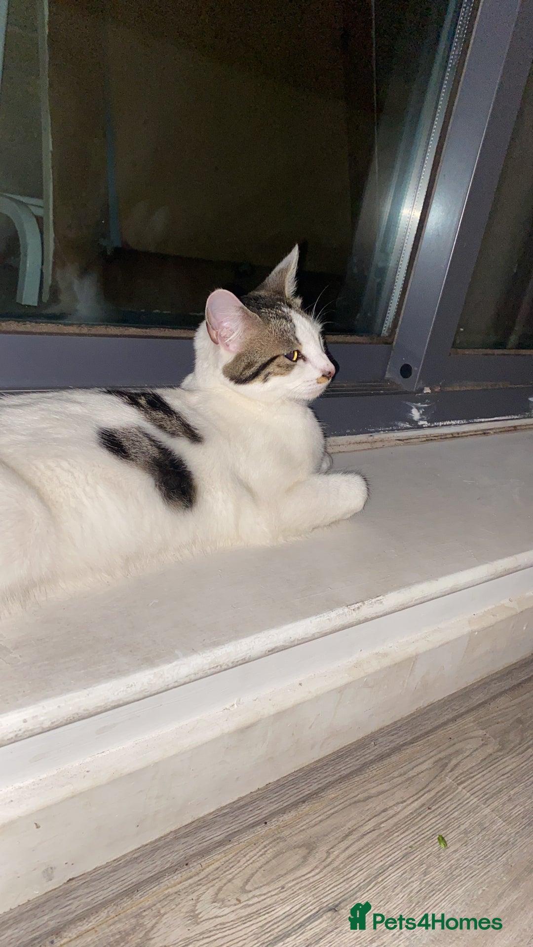 Mixed Breed cats for sale: Beautiful cat half breed (female) - Advert 6