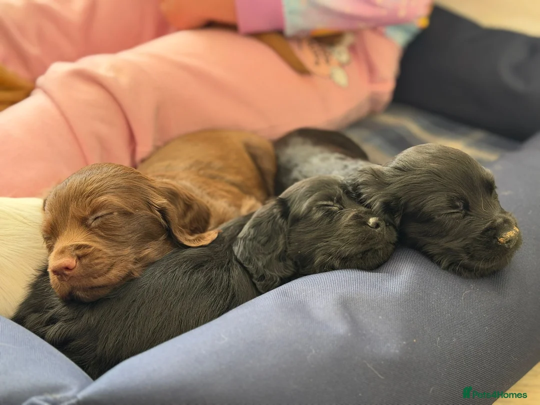 Cocker Spaniel dogs for sale: Working cocker spaniel  in Maidstone - Advert 6