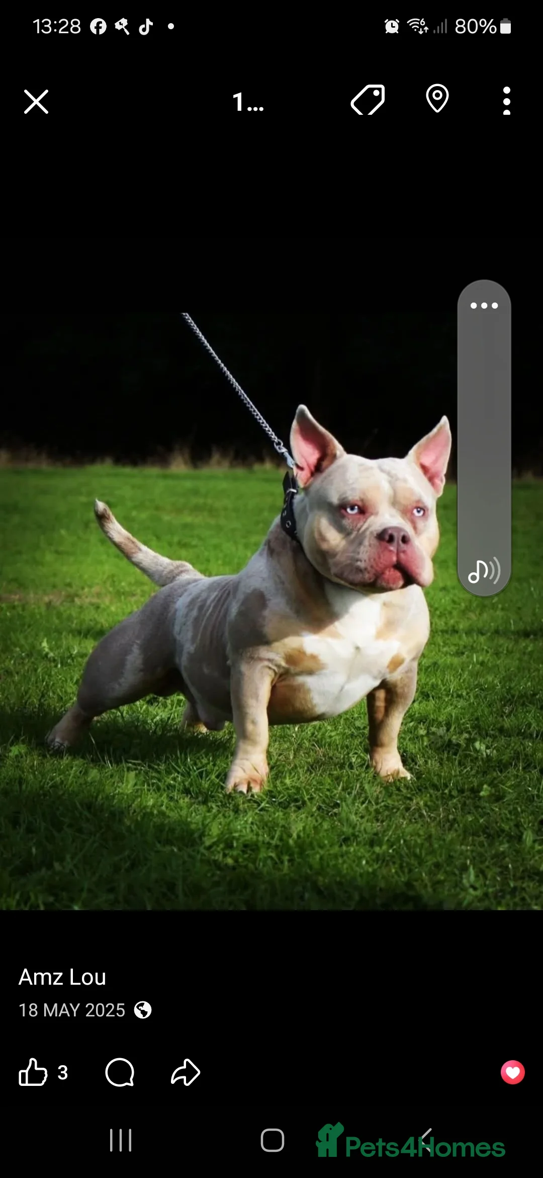 American Bulldog dogs for sale: 8 month pocket bully's  - Advert 4