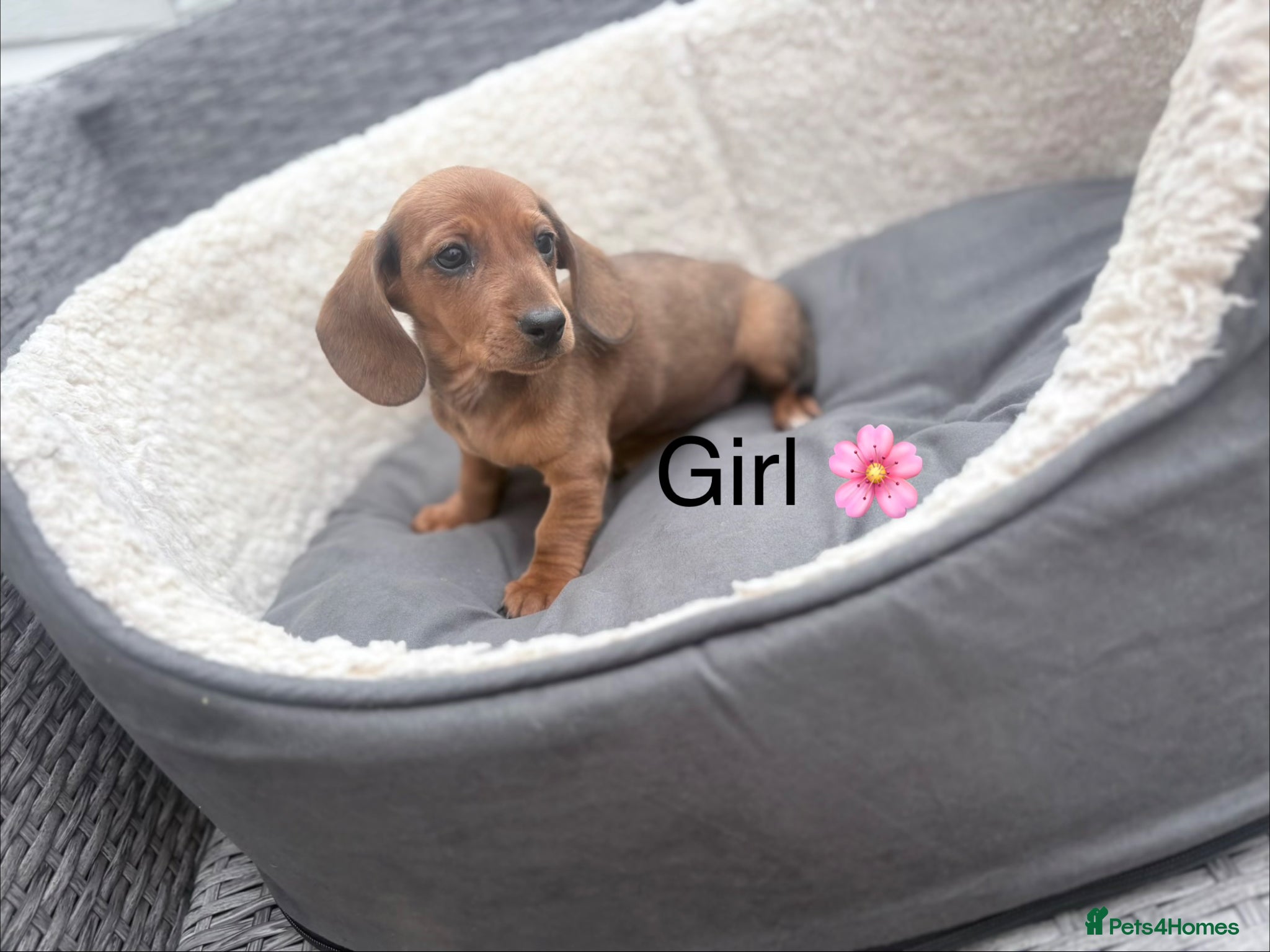 Miniature Dachshund dogs for sale: Beautiful dachshund babies  - Advert 1