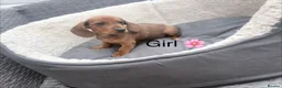 Miniature Dachshund dogs for sale: Beautiful dachshund babies  in Stafford - Advert 1