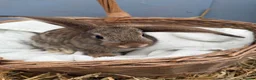 Continental Giant rabbits for sale: Giant continental bunny’s  - Advert 6
