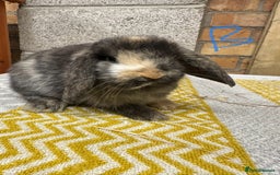 Mini Lop rabbits for sale: Mini Lop Rabbits For Sale  - Advert 11