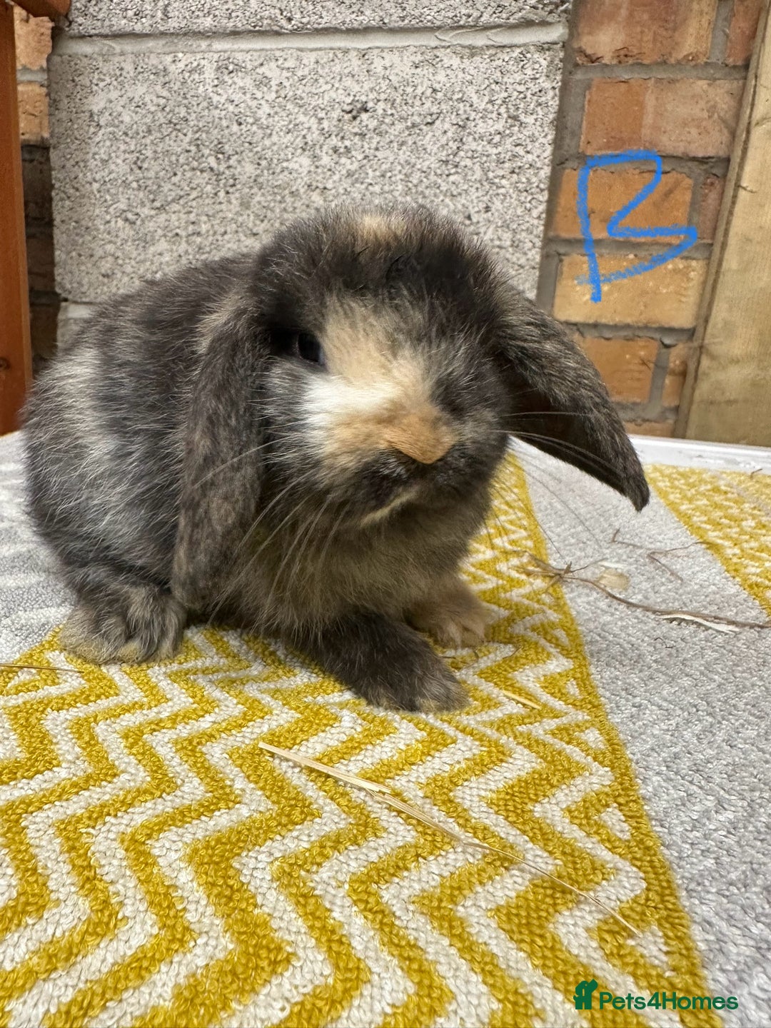 Mini Lop rabbits for sale: Mini Lop Rabbits For Sale  - Advert 11