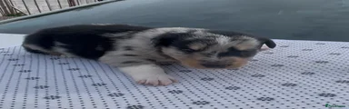 Australian Kelpie 2