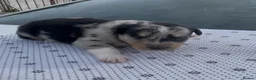 Australian Kelpie dogs for sale: Australian kelpie pups  in Swansea - Advert 4