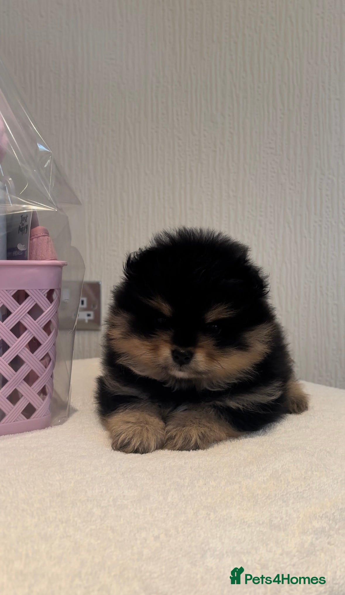 Pomeranian dogs Black and Tan Pomeranian puppies - Advert 16