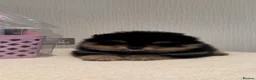 Pomeranian dogs for sale: Black and Tan Pomeranian puppies - Advert 6