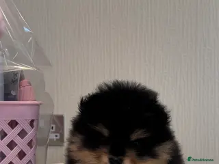 Pomeranian dogs Black and Tan Pomeranian puppies - Advert 16