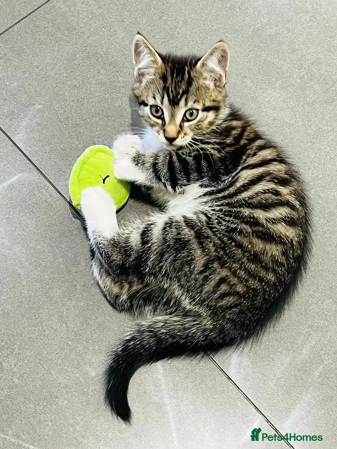 Mixed Breed cats for sale: Kittens 11 weeks old x3 - Advert 12