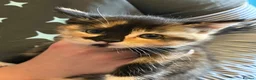 Mixed Breed cats for sale: Half Siberians  - Advert 6