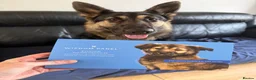German Shepherd dogs for sale: Young German shepherd male  - Advert 11