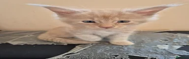 Maine Coon 1