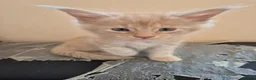 Maine Coon cats for sale: Maine coon kittens  - Advert 4
