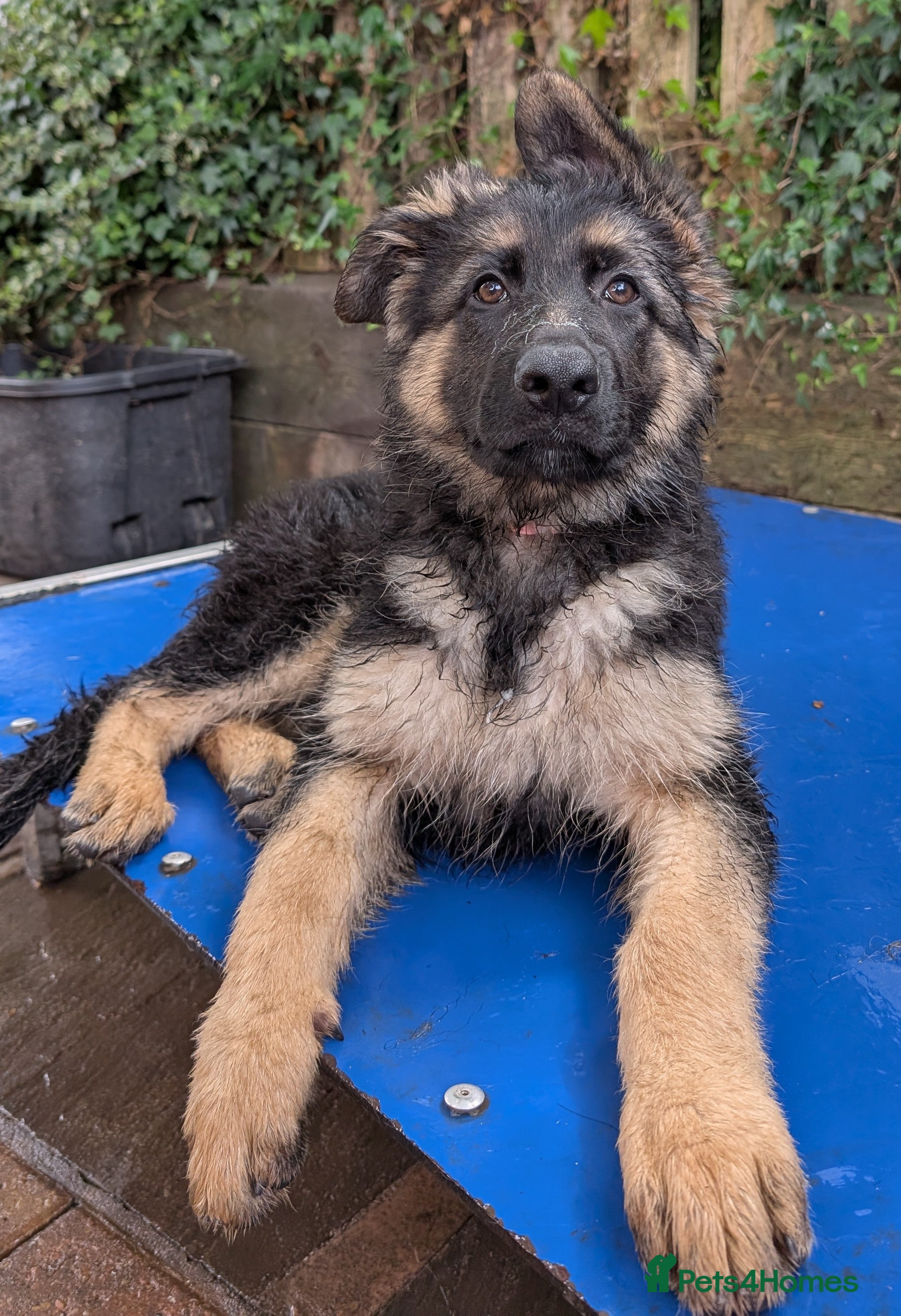 German Shepherd dogs Fully healthy tested parents, quality pups. - Advert 5