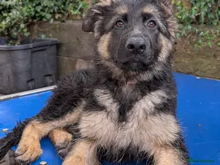 German Shepherd dogs Fully healthy tested parents, quality pups. - Advert 2