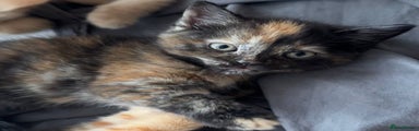Domestic Shorthair Kitten 5