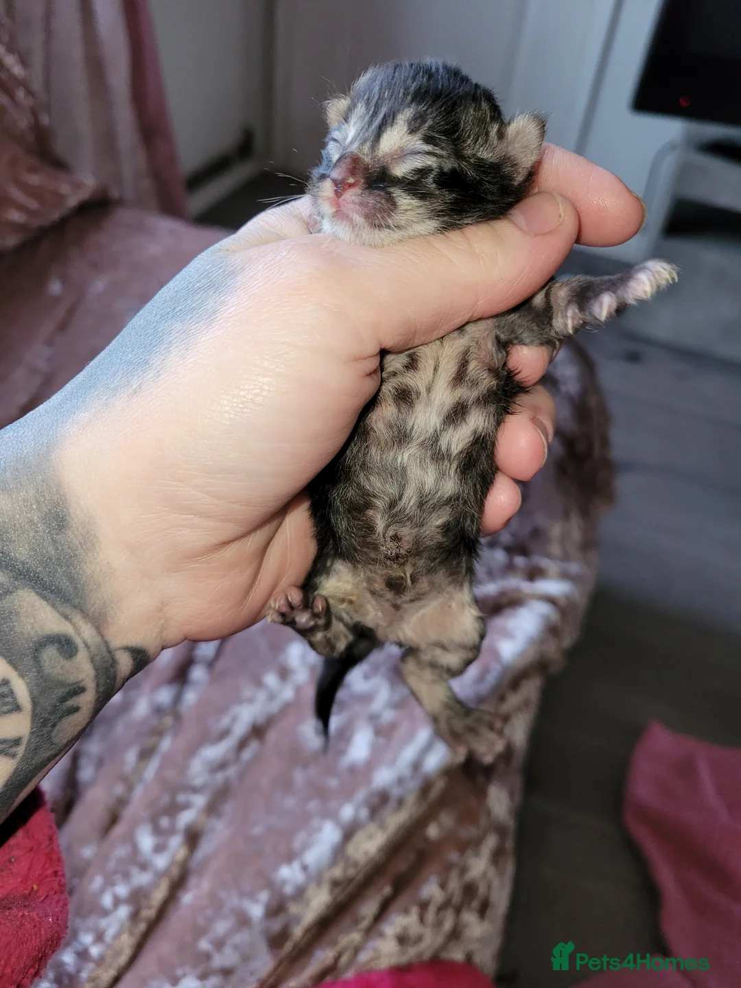 Turkish Angora cats for sale: Turkish angora kittens 2left 1x boy 1x girl - Advert 2