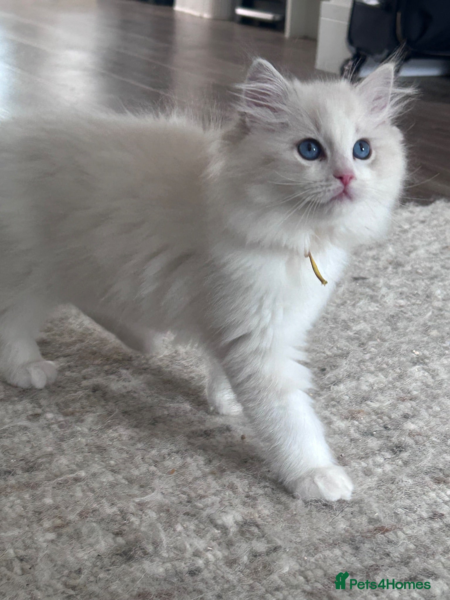 Ragdoll cats Tica registered ragdoll kittens  - Advert 9