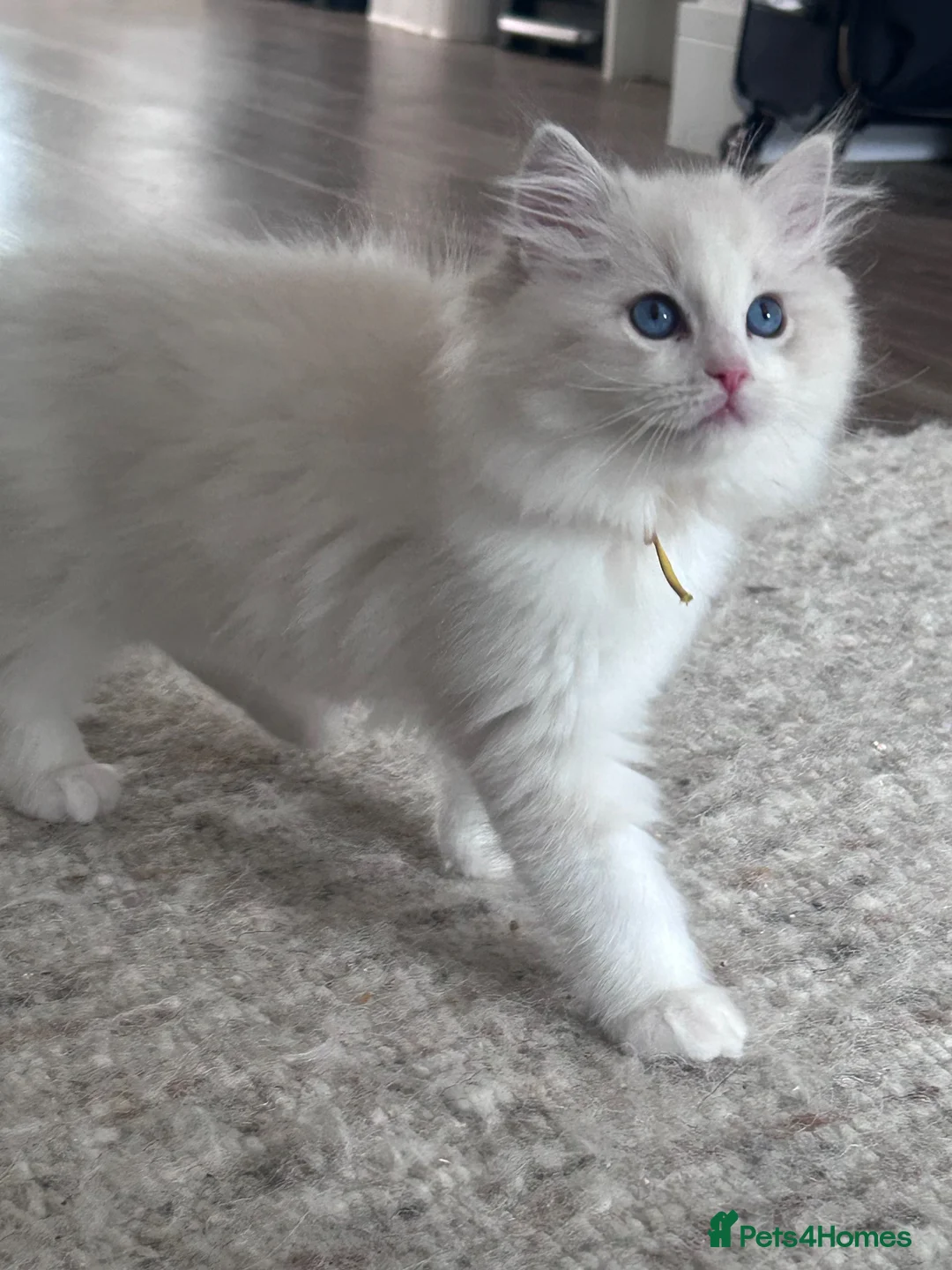 Ragdoll cats for sale: Tica registered ragdoll kittens  - Advert 1