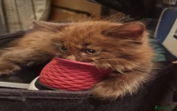 Maine Coon cats for sale: Maine Coon kittens - Image 7