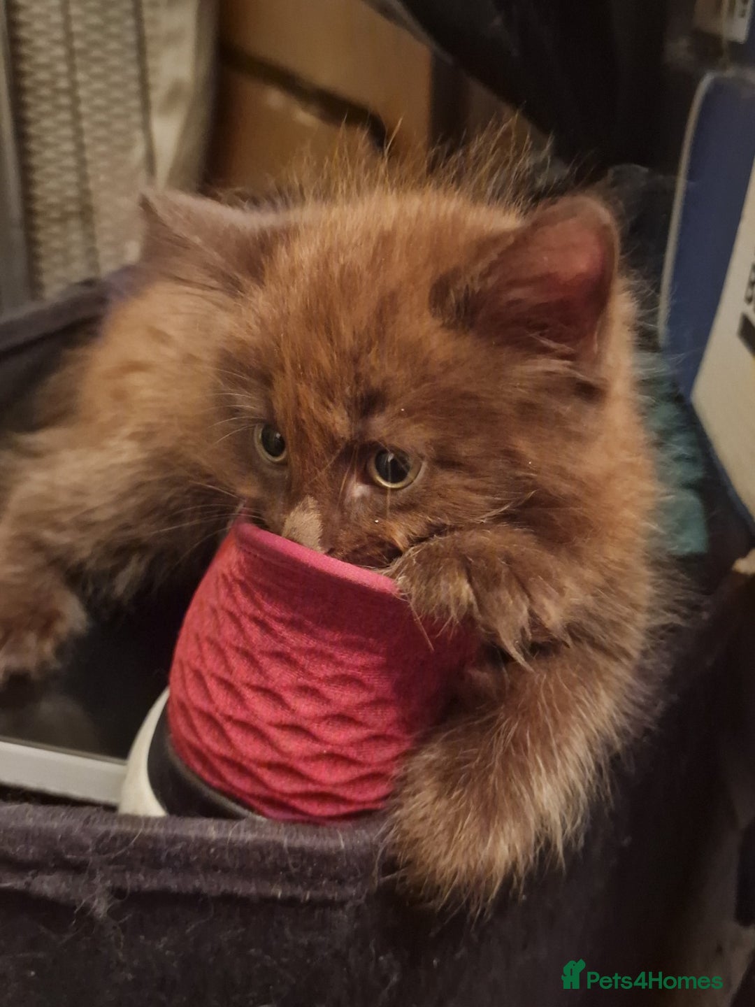 Maine Coon cats for sale: Maine Coon kittens - Image 7