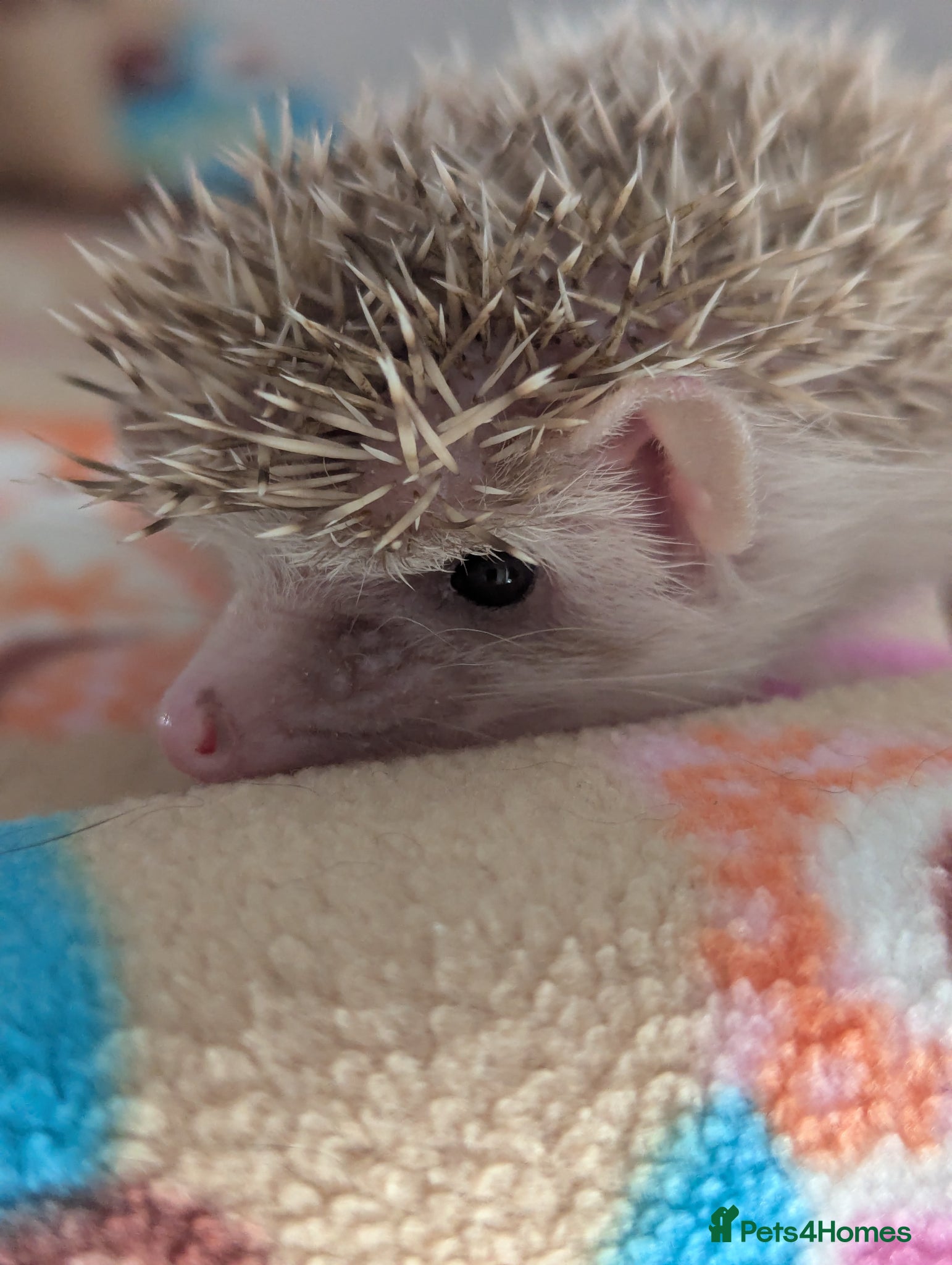 Pygmy Hedgehog rodents Gorgeous Hoglets Ready to Reserve Now - Advert 2