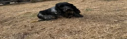 Cocker Spaniel dogs for sale: Show type cocker spaniel girl - Advert 5