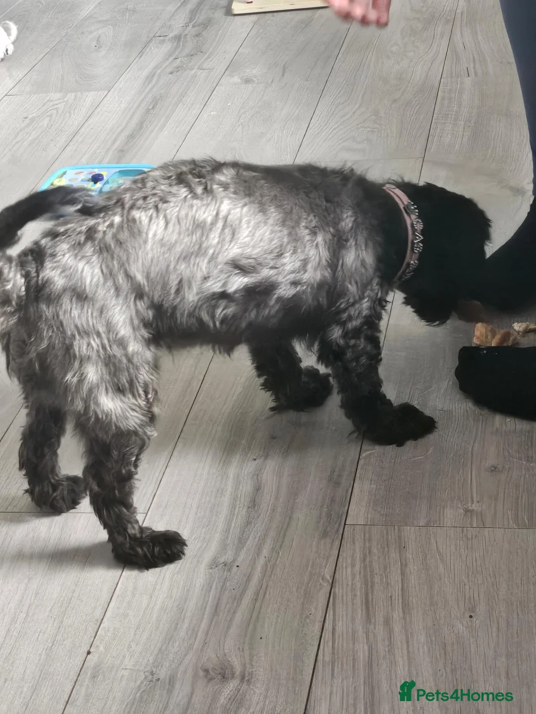 Shihpoo dogs for sale: Cassie 5 year old in Sunderland - Advert 3