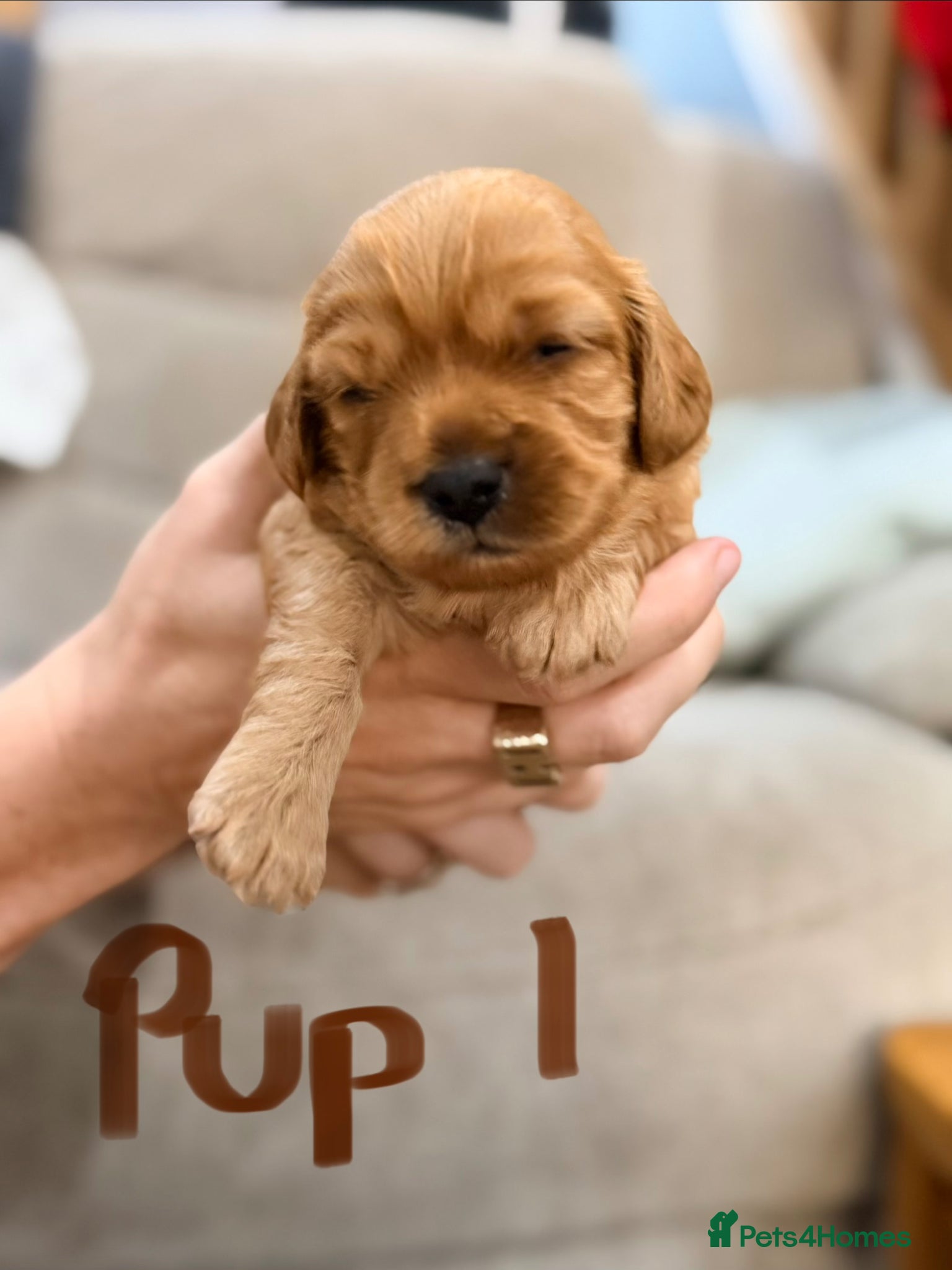 Mixed Breed dogs 3 Beautiful Cavapoochon Girls - Advert 2