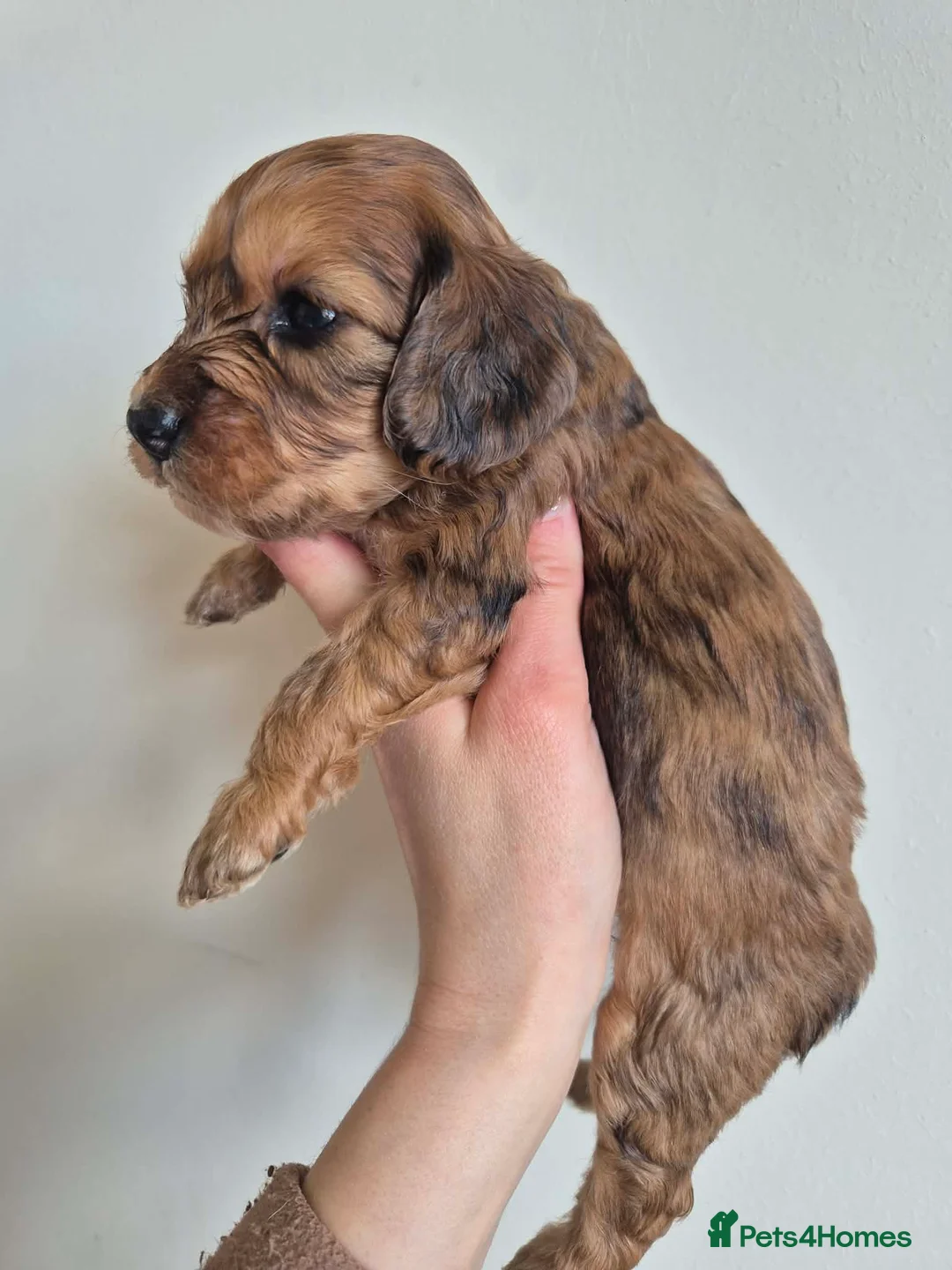 Cockapoo dogs for sale: F1 cockapoo babies ready end of april  - Advert 2