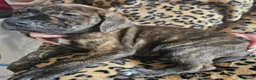 Mixed Breed dogs for sale: Bullmastiff cross puppies - Advert 12