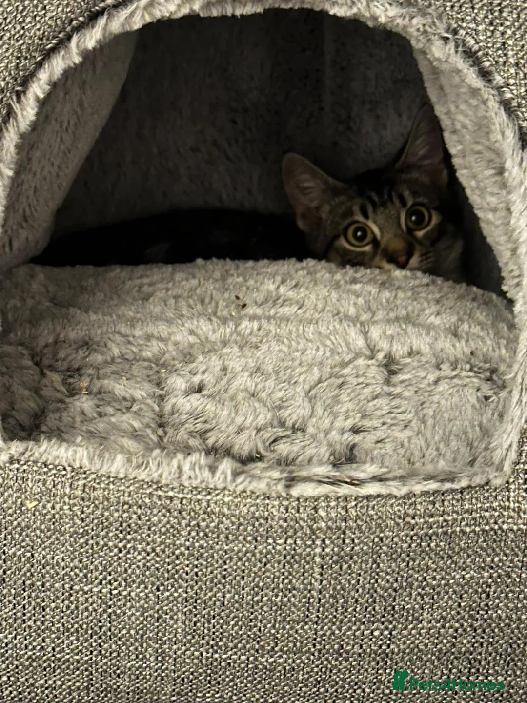 Mixed Breed cats for adoption: Cute Monty boy is looking for a home in Hook - Advert 3