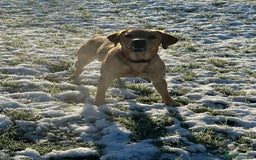 Labrador Retriever dogs for sale: Seb the lab - Image 8