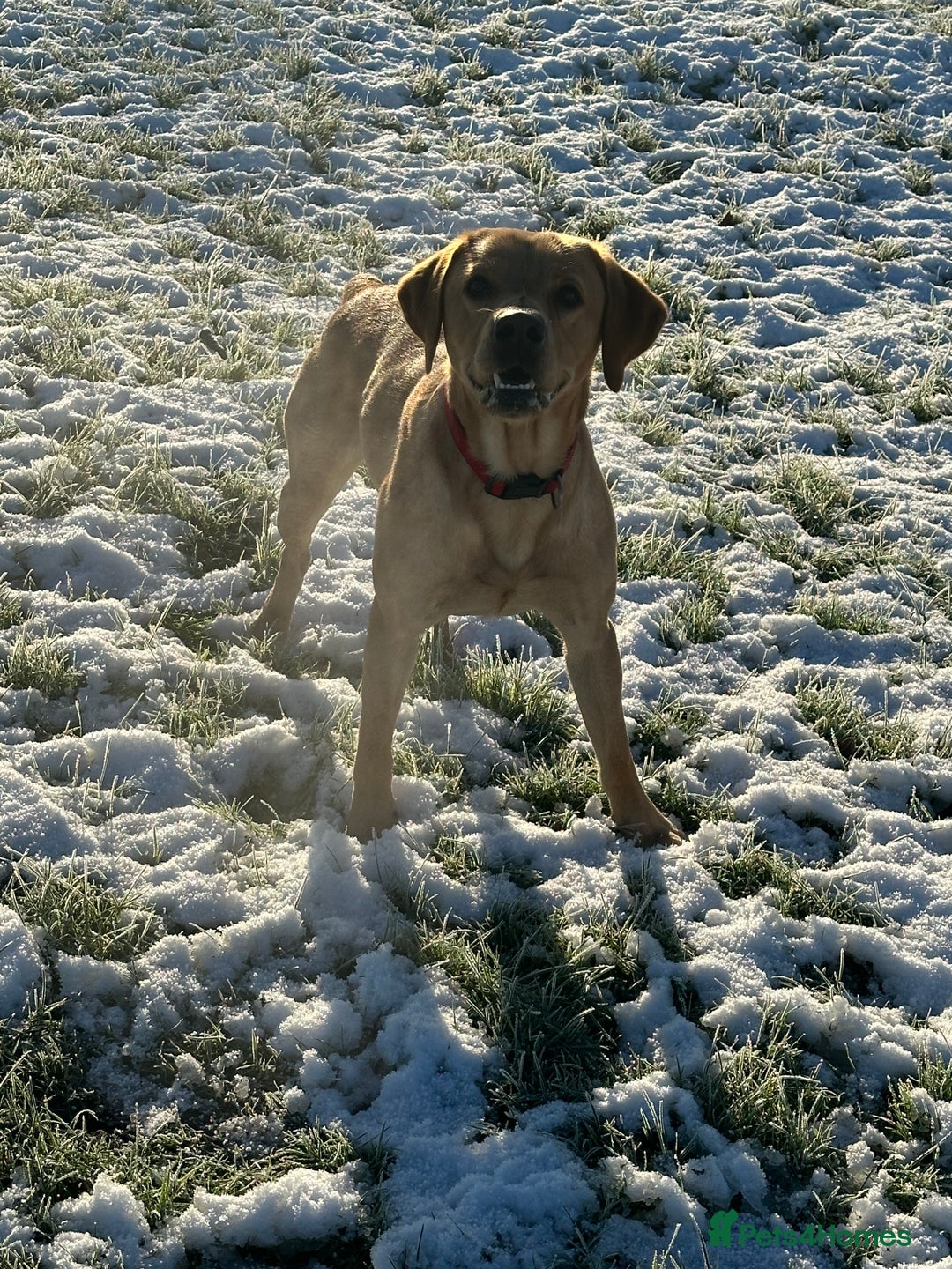 Labrador Retriever dogs for sale: Seb the lab - Image 8