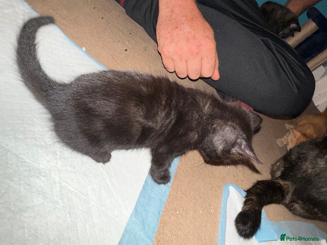 British Shorthair cats for sale: Gorgeous female kittens  - Image 5