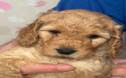 Cockapoo dogs for sale: Adorable Cockapoo Puppies - Image 15