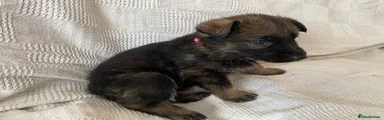German Shepherd 10