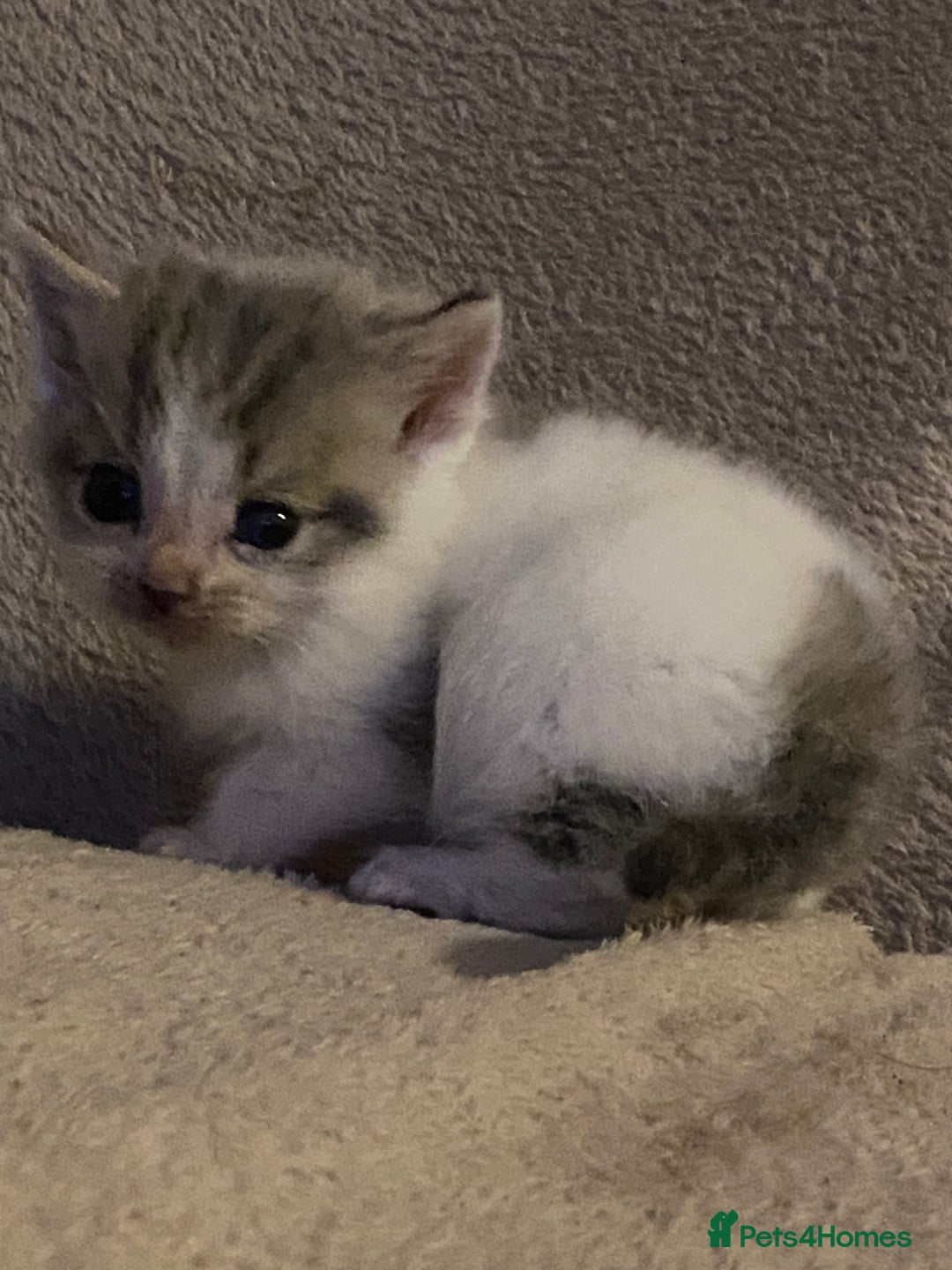 British Longhair cats for sale: Lovely Kittens - Advert 7