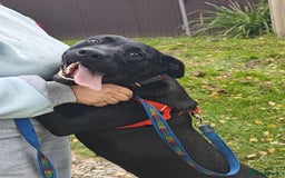 Mixed Breed dogs for adoption: 💖🐶 NICOL 🐶💖 - Image 11