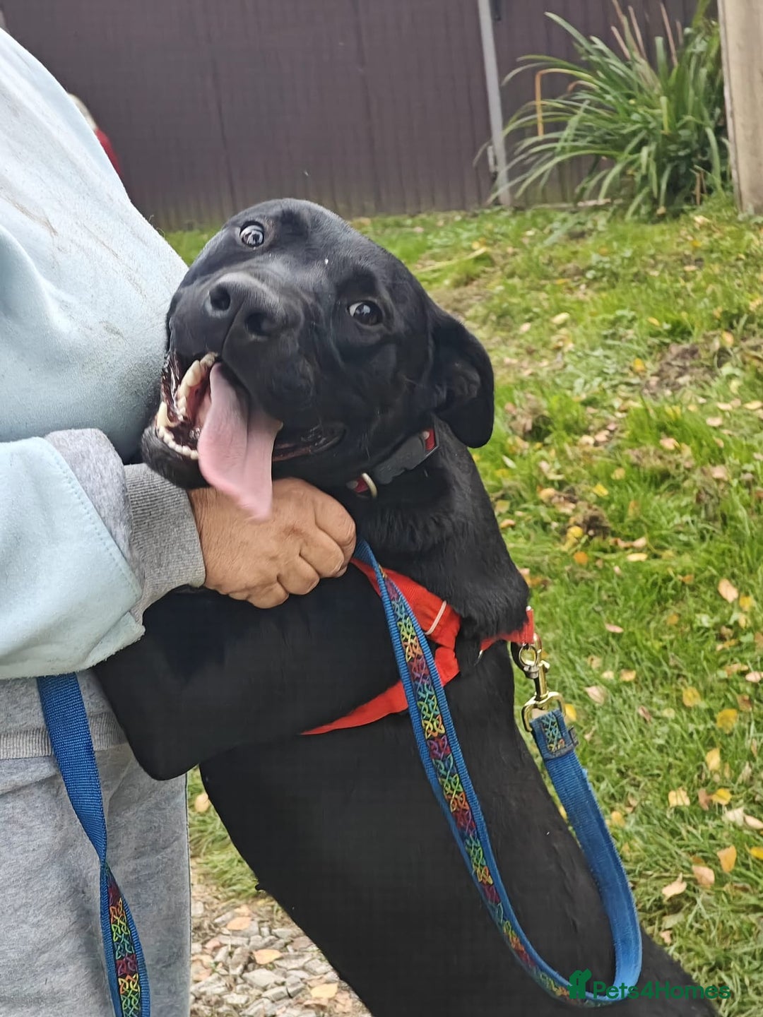 Mixed Breed dogs for adoption: 💖🐶 NICOL 🐶💖 - Image 11